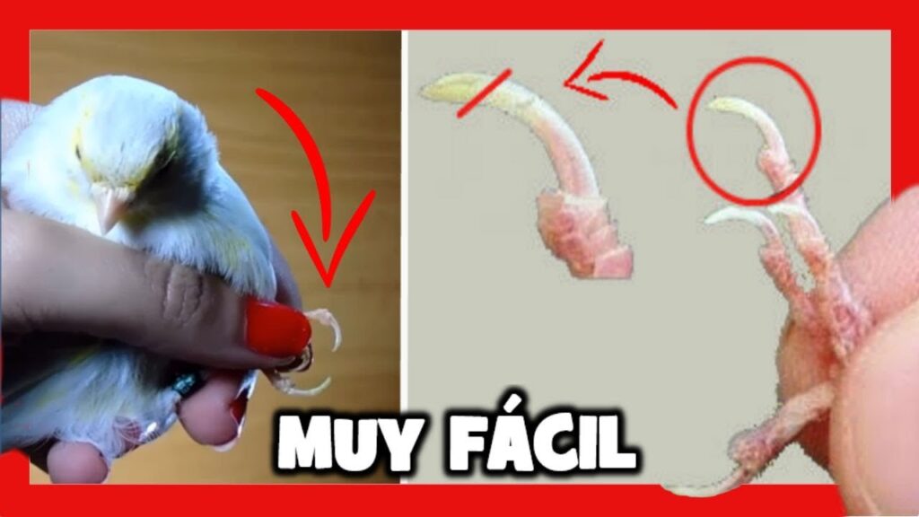 Como cortar las uñas a un canario