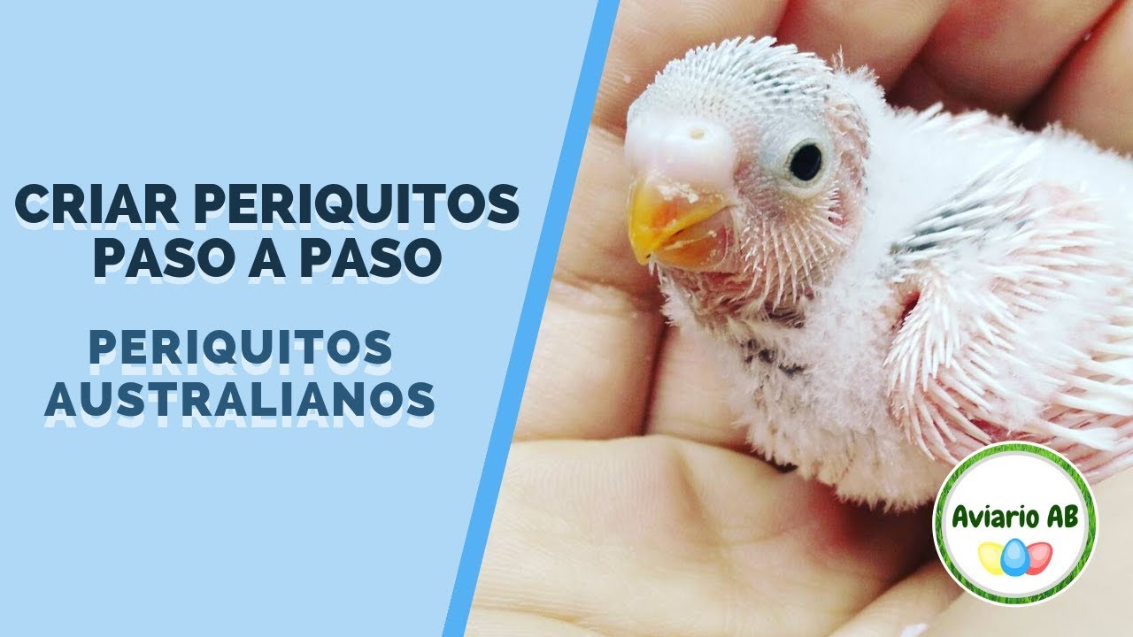como-criar-periquitos-papilleros