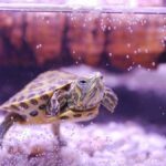 Como criar tortugas de agua