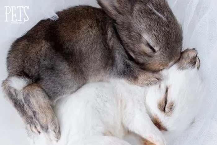 Como duermen los conejos