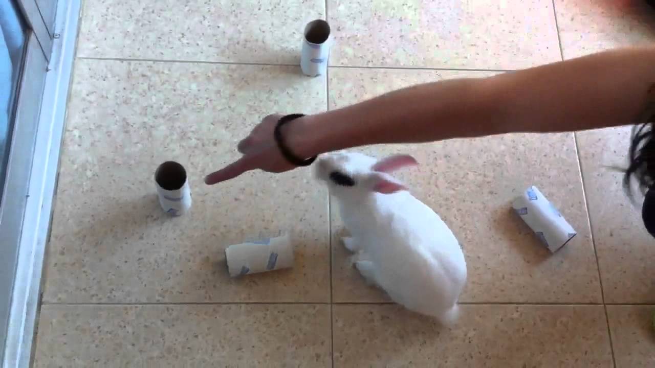 Cómo educar a un conejo