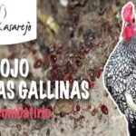 Como eliminar los piojos de las gallinas