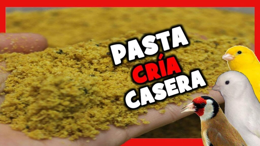 Como hacer pasta de cria para canarios