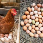 Como hacer que las gallinas pongan huevos mas grandes