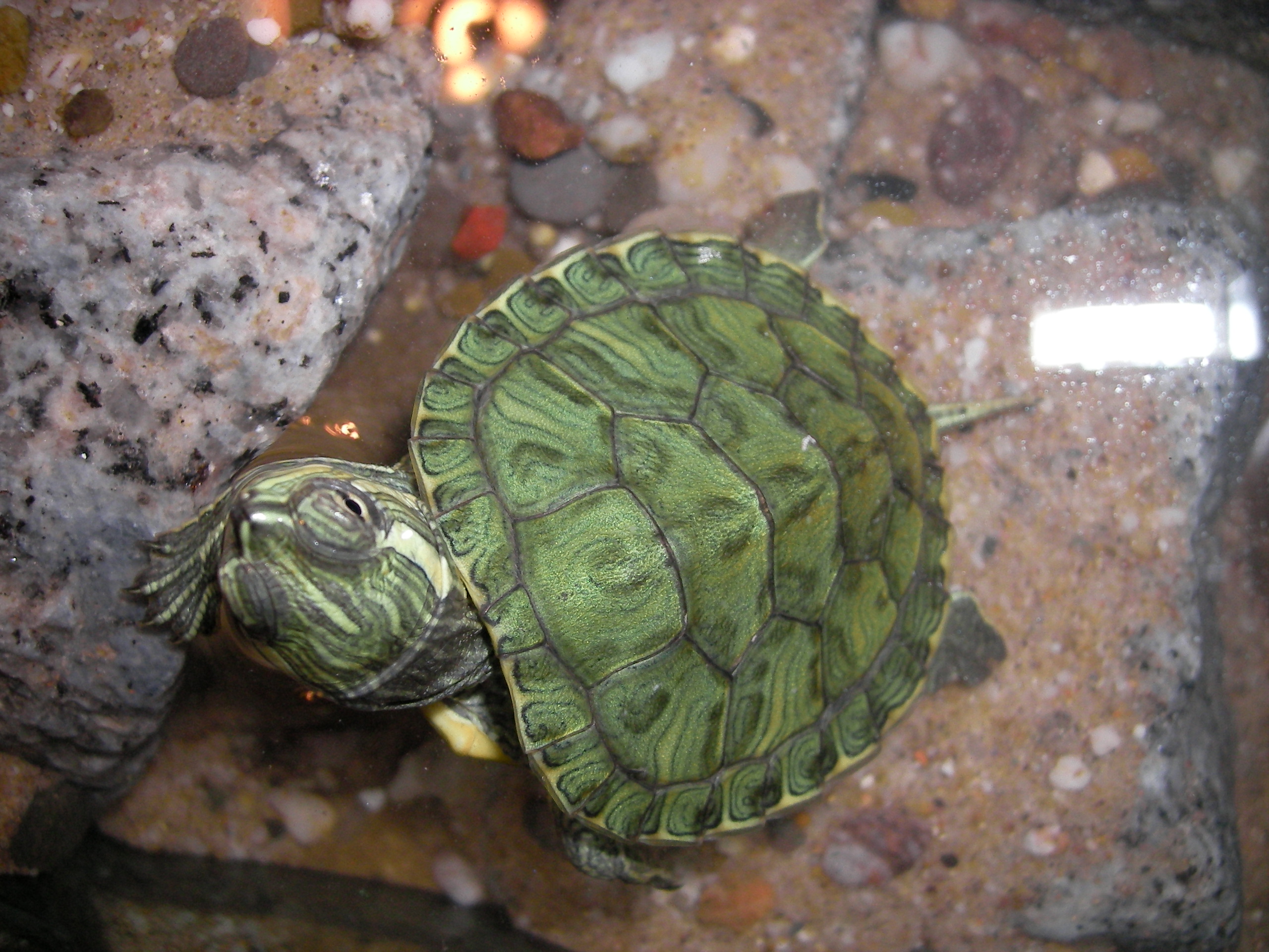 Como hibernan las tortugas de agua