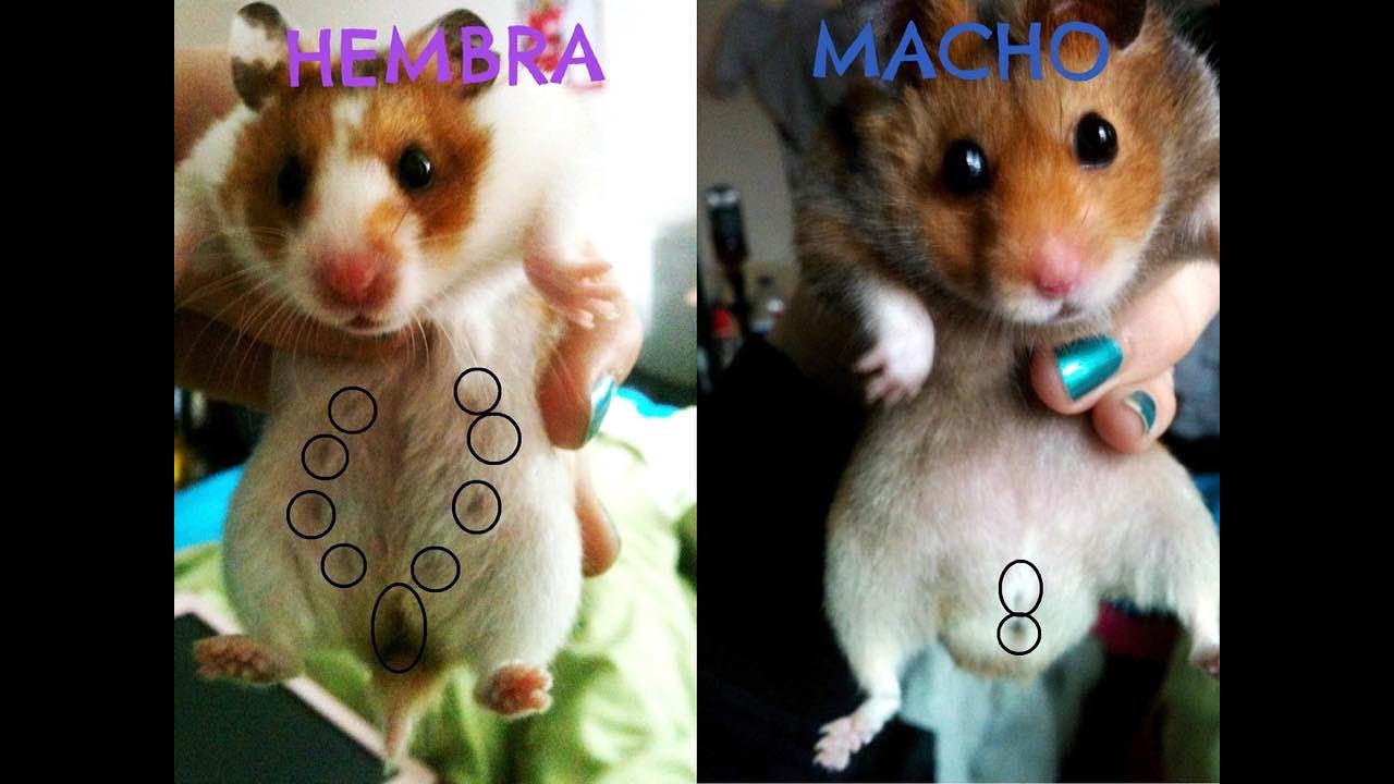 Como saber si el hamster es macho o hembra