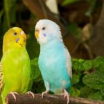 Como saber si un periquito esta contento