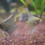 Como se aparean los peces