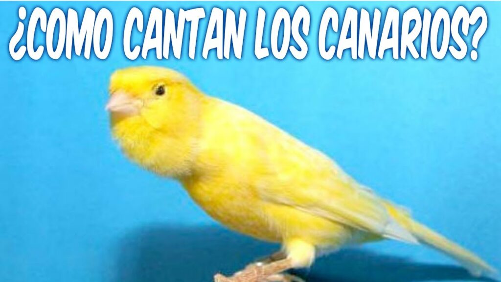 Cuando cantan los canarios