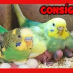 Cuando crian los periquitos