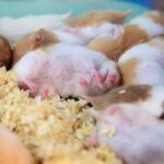 Cuando hibernan los hamster