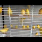 Cuando separar al canario macho de la hembra