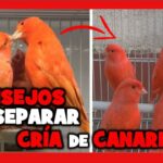 Cuando separar las crías de canarios