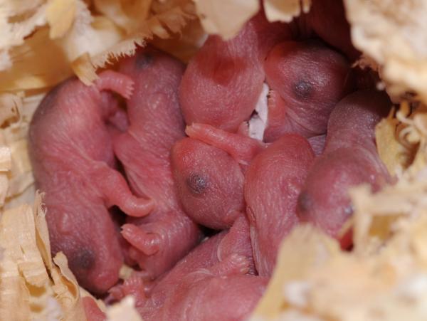 Cuanto dura el embarazo de un hamster