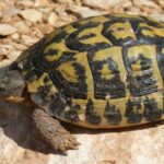 Cuanto dura una tortuga de tierra