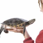 Cuanto duran las tortugas de agua