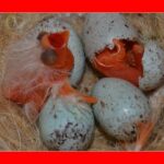 Cuanto tarda en nacer un canario del huevo