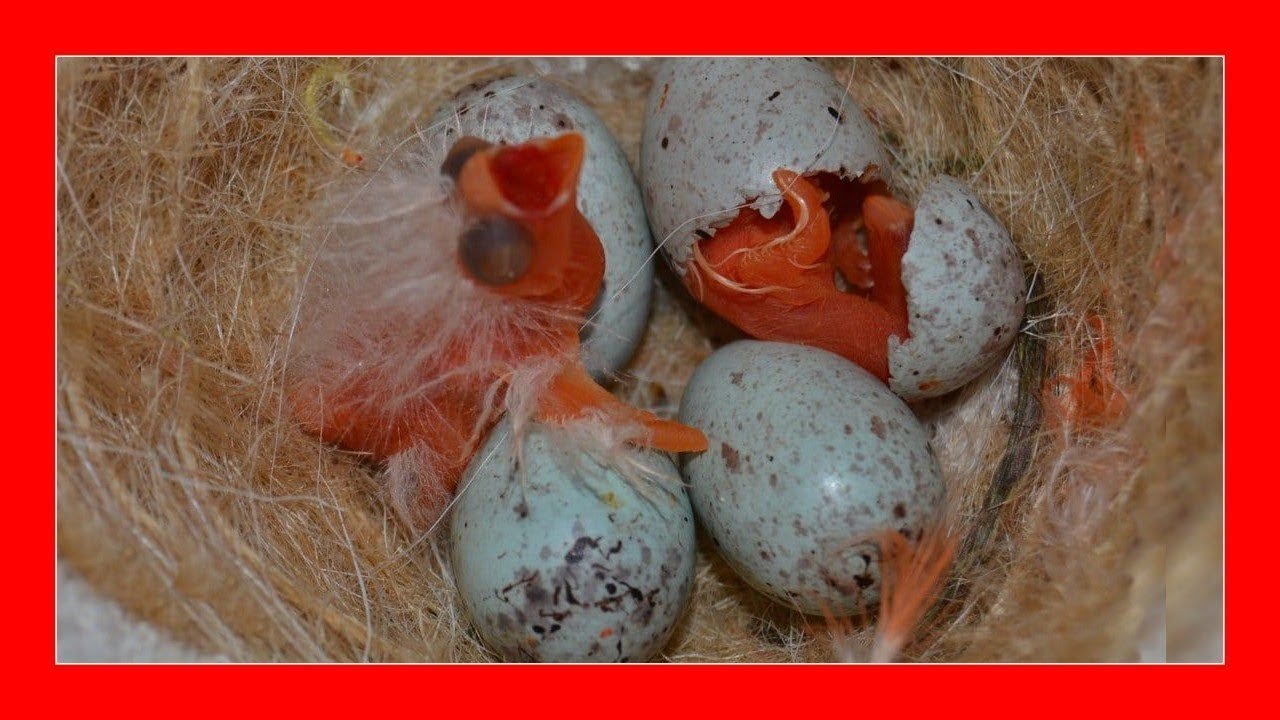 cuanto-tarda-en-nacer-un-canario-del-huevo