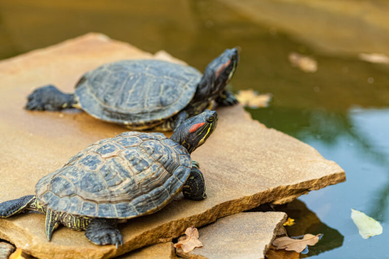 Cuanto tiempo puede estar una tortuga fuera del agua Arsveterinaria