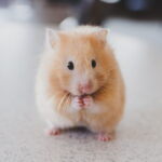 Cuanto vive un hamster comun
