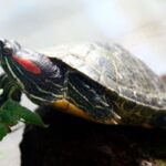 Cuanto vive una tortuga de florida