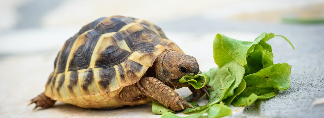 De que se alimentan las tortugas