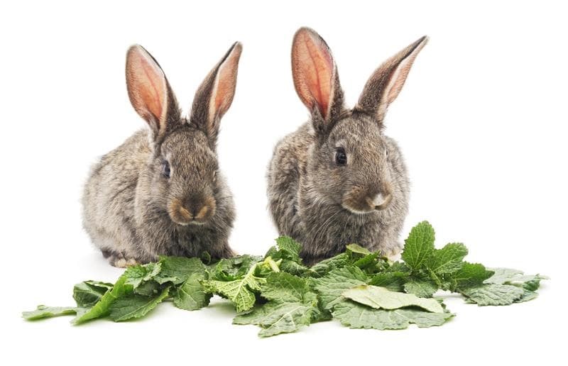 De que se alimentan los conejos