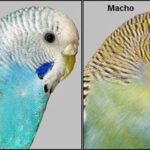 Diferencias entre periquito macho y hembra