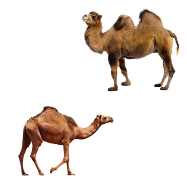 ▷ Diferencias entre un camello y un dromedario🐪
