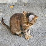 ▷ La tiña en gatos: Contagio y tratamiento🐈