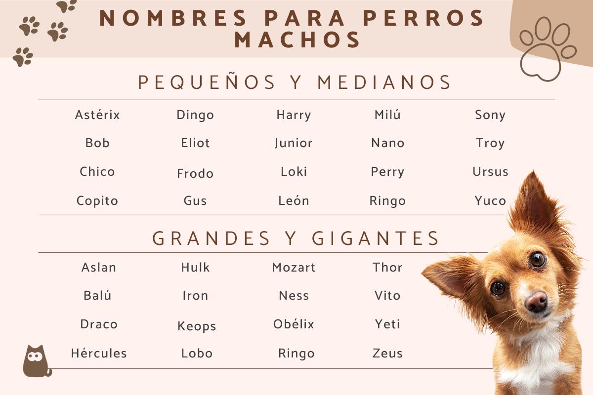 ▷ Nombres de perros machos 🐕 - ¡De lo más originales!
