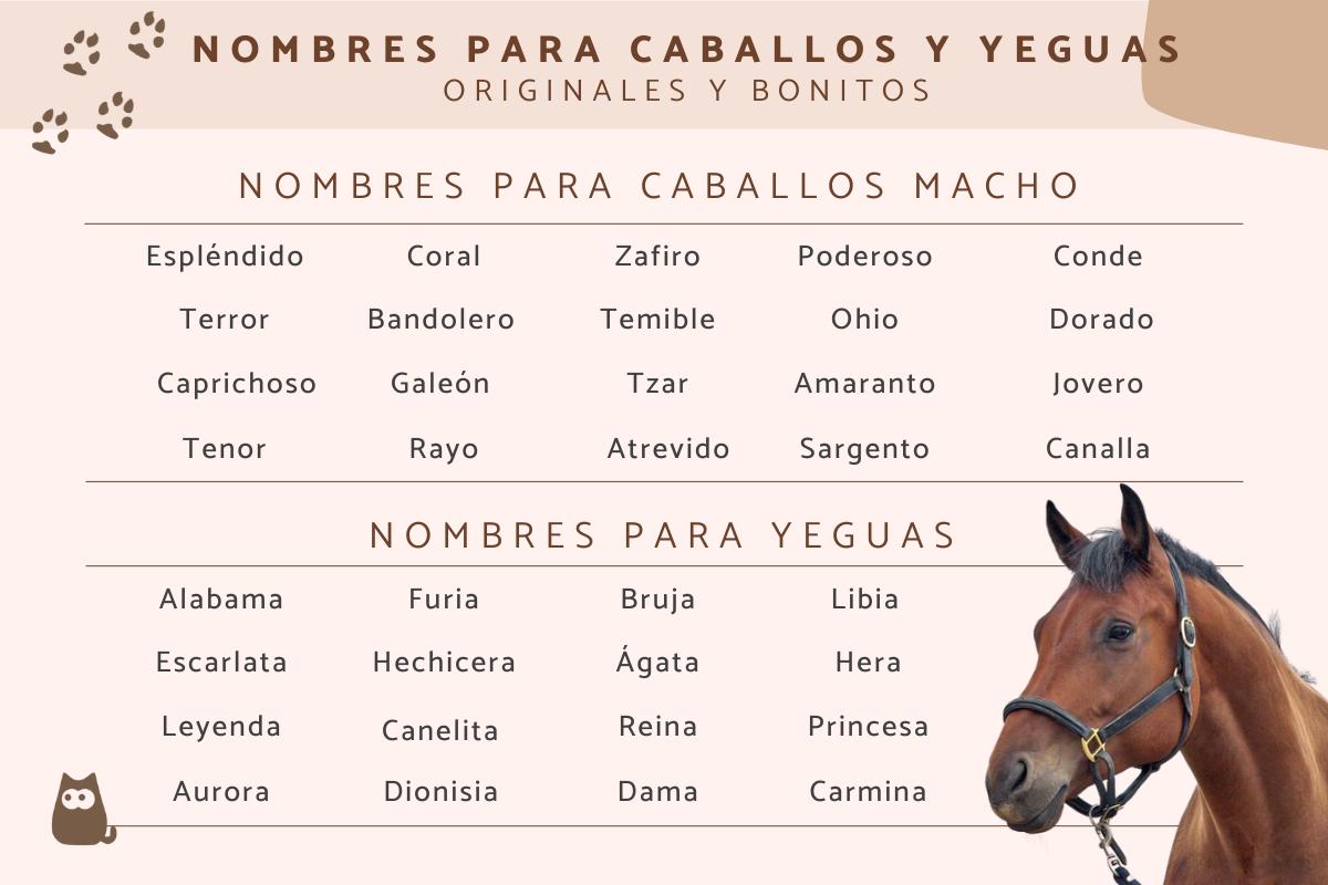 ▷ Nombres para caballos y yeguas🐴 ¡Bonitos y originales!