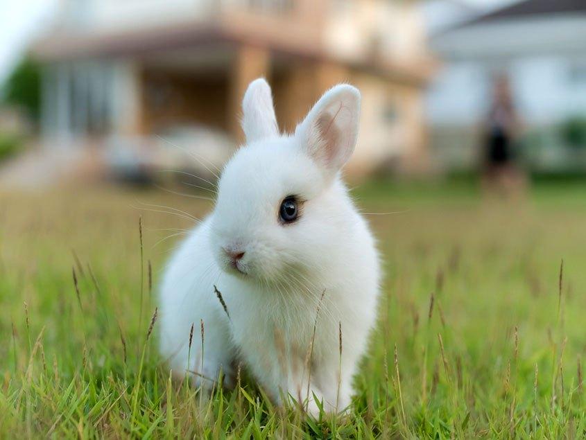 El conejo mas pequeño del mundo