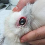 Enfermedades de conejos en los ojos