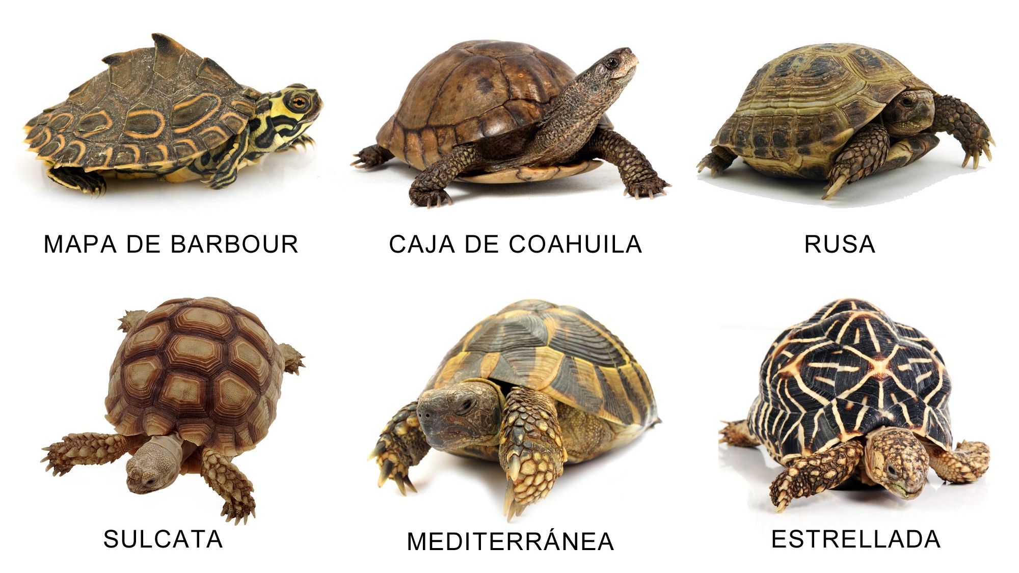 Especies de tortuga de tierra