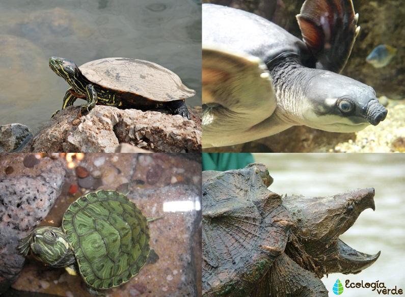 Especies de tortugas de agua dulce