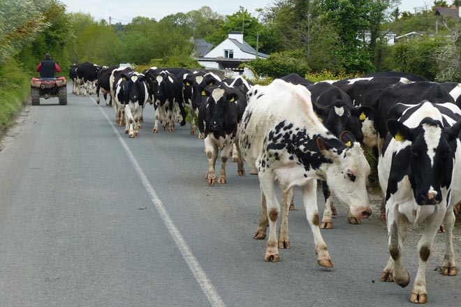 ¿está permitida la circulación de animales por una carretera convencional?