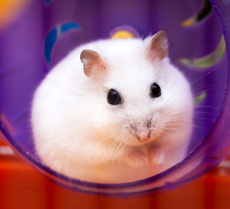 Hamster ruso enano blanco