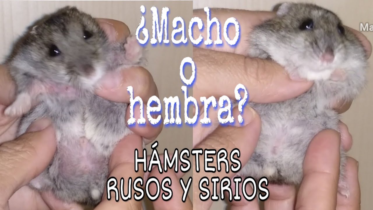 hamster-ruso-macho-o-hembra