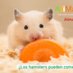 Los hamster pueden comer zanahoria