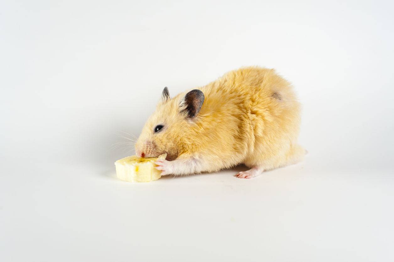 Los hamsters pueden comer platano