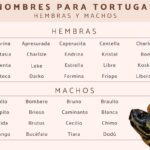 Nombres para una tortuga hembra