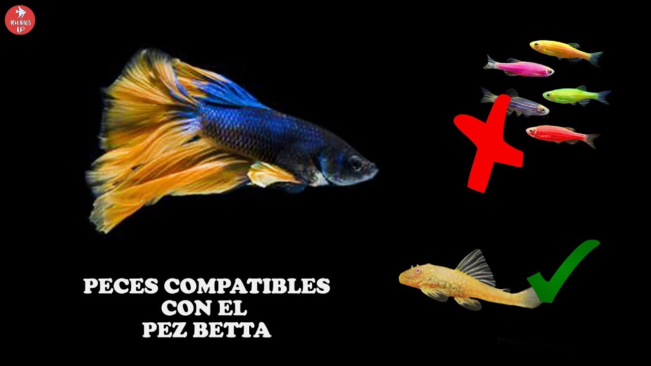 peces-compatibles-con-betta-macho