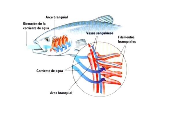 Por dónde respiran los peces