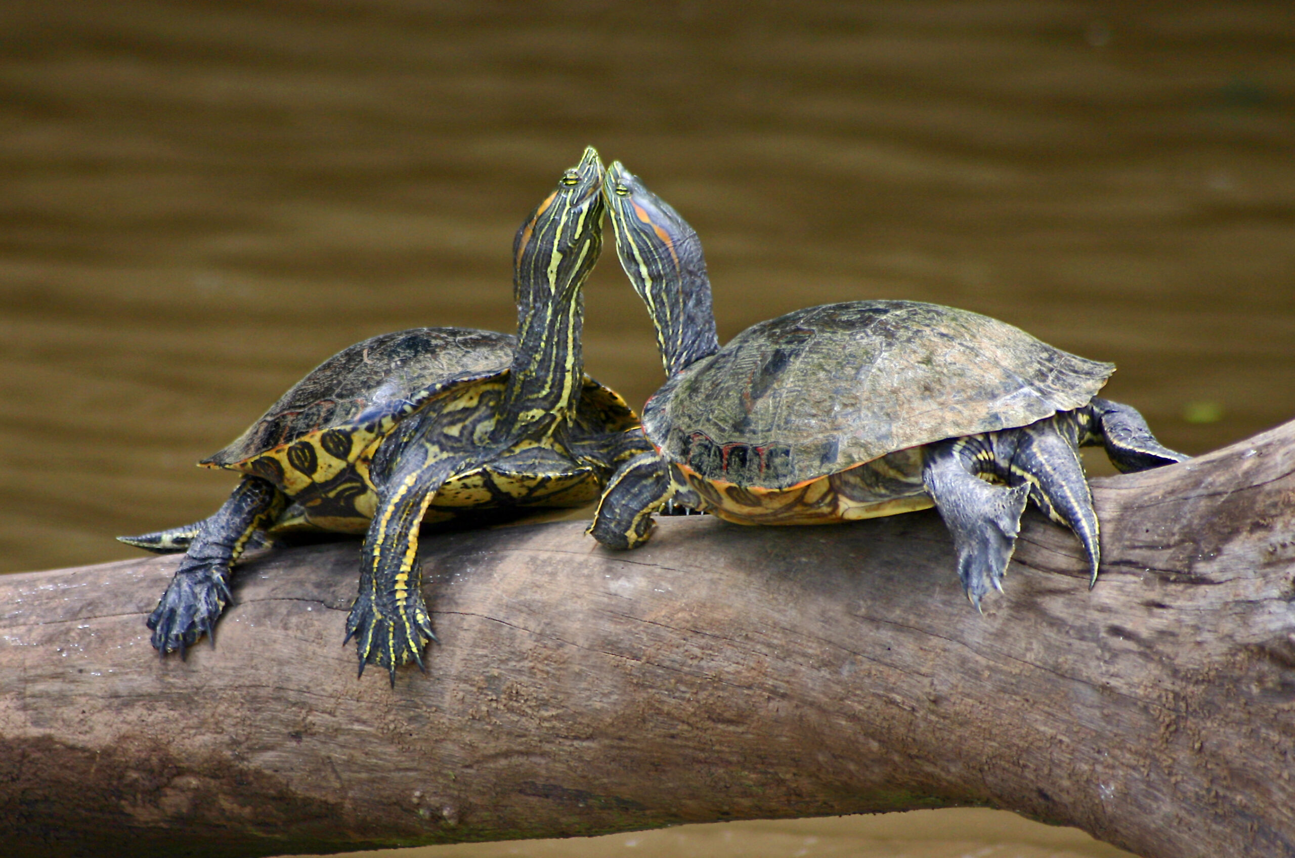 Porque las tortugas se ponen una encima de otra
