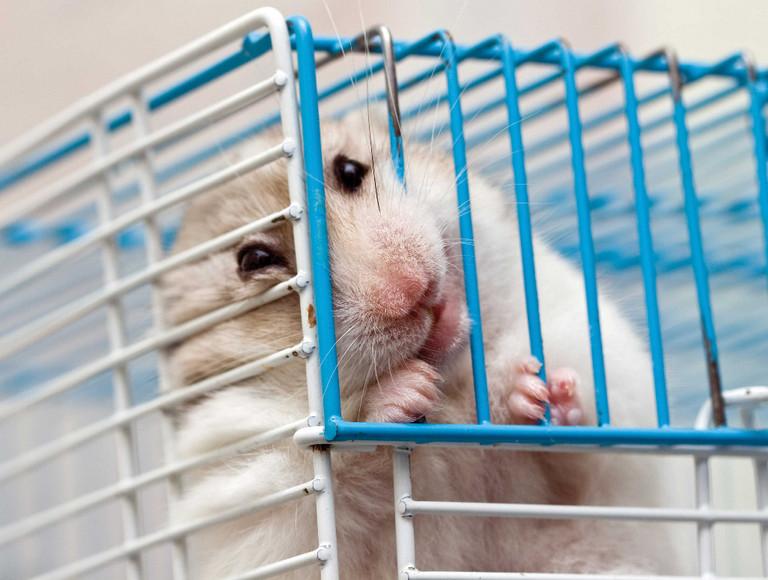 Porque los hamster muerden la jaula