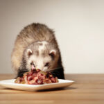 Que comen los hurones en casas