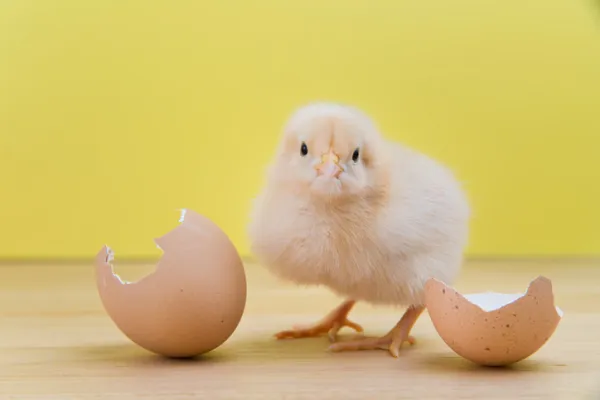 Que comen los pollitos recien nacidos de gallinas
