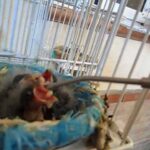 Que dar de comer a las crias de canarios