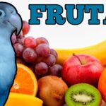 Qué fruta comen los agapornis